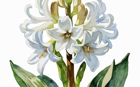 Illustration of a hyacinth with white and blue flowers.のイラスト素材