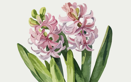 Illustration of hyacinth flowers in pastel colors on white backgroundのイラスト素材