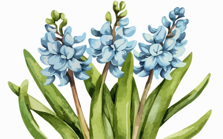 Blue hyacinths on a white background. Vector illustration.のイラスト素材