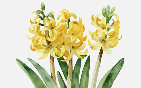 Yellow hyacinth flowers on a white background. Watercolor illustrationのイラスト素材