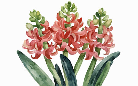 Illustration of pink hyacinths. Watercolor illustration.のイラスト素材
