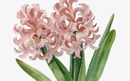 Pink hyacinths on a white background. Vector illustration.のイラスト素材