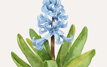 Blue hyacinth on a white background. Watercolor illustration.のイラスト素材