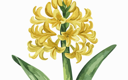 Illustration of a yellow hyacinth flower on a white backgroundのイラスト素材