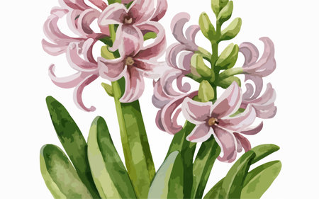 Illustration of Hyacinth flowers in watercolor style on a white backgroundのイラスト素材