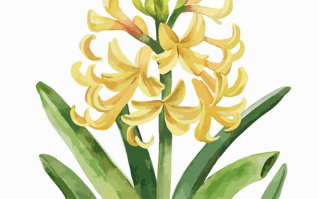 Illustration of Hyacinth, Hyacinthus orientalisのイラスト素材