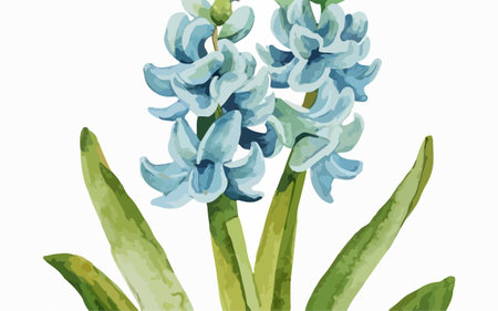 Blue hyacinth flowers on a white background. Vector illustration.のイラスト素材