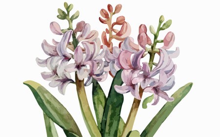 Illustration of hyacinths in watercolor style on white backgroundのイラスト素材