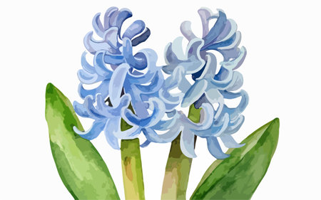 Blue hyacinth flowers on a white background. Vector illustration.のイラスト素材