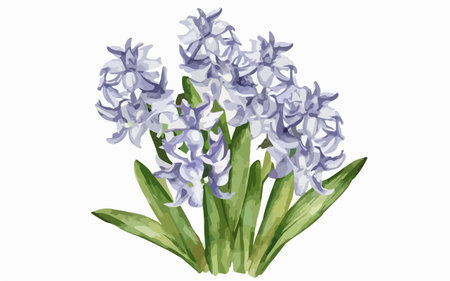 Illustration of blue hyacinth flowers on a white background.のイラスト素材