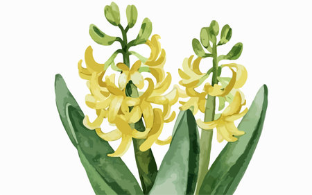 Yellow hyacinth flower. Hand drawn watercolor vector illustration.のイラスト素材