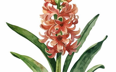 Illustration of a pink hyacinth flower on a white backgroundのイラスト素材