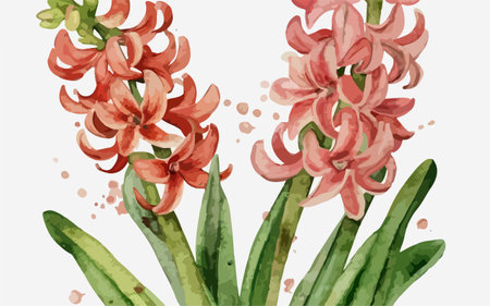 Watercolor hyacinth flowers set. Hand drawn vector illustration.のイラスト素材