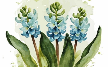 Blue hyacinths. Hand drawn watercolor illustration. Vector.のイラスト素材