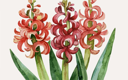 Illustration of hyacinths in a watercolor style.のイラスト素材