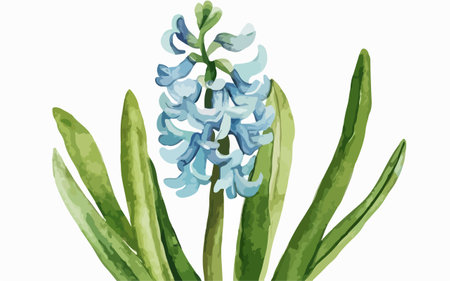 Blue hyacinth flower isolated on white background. Vector illustration.のイラスト素材