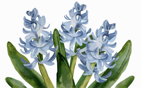 Blue hyacinth flowers on a white background. Vector illustration.のイラスト素材