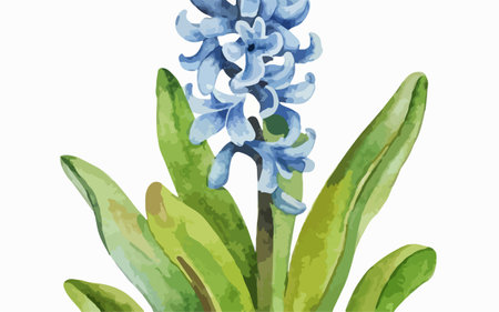 Watercolor blue hyacinth on white background. Vector illustration.のイラスト素材