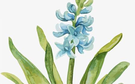 Blue hyacinth flower on white background. Watercolor illustration.のイラスト素材