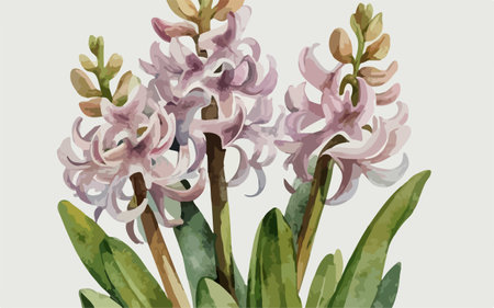 Illustration of hyacinth flowers. Hand drawn watercolor illustration.のイラスト素材