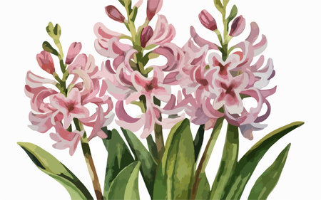 Illustration of pink hyacinth flowers, watercolor style.のイラスト素材