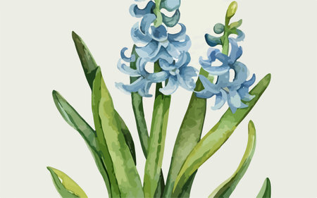 Illustration of blue hyacinths in watercolor style.のイラスト素材