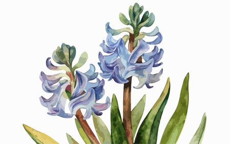 Illustration of blue hyacinth flowers on a white background.のイラスト素材