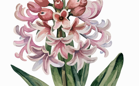 Illustration of hyacinth flowers in watercolor style. Vector illustration.のイラスト素材