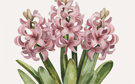 Illustration of pink hyacinth flowers. Watercolor vector illustration.のイラスト素材
