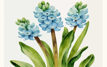 Blue hyacinths in watercolor style. Vector illustration.のイラスト素材