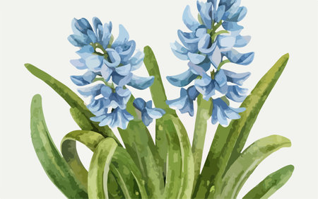 Blue hyacinths. Watercolor illustration. Vector illustration.のイラスト素材