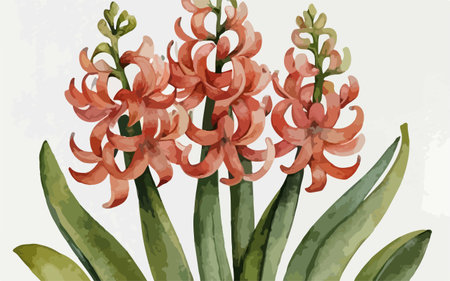 Illustration of hyacinths in watercolor style on white background