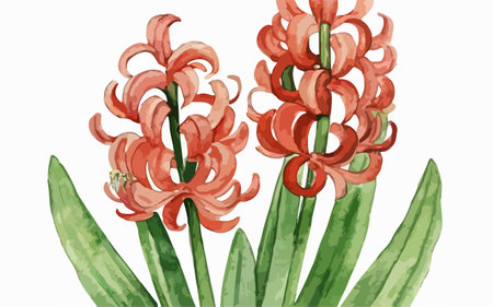 Pink hyacinth flowers on white background. Watercolor illustration.のイラスト素材