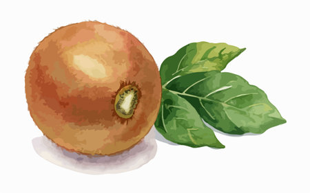 Illustration of kiwi with leaves on a white background.のイラスト素材