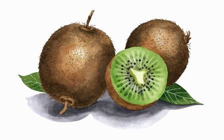 Kiwi fruit with leaves isolated on white background. Watercolor illustration.のイラスト素材