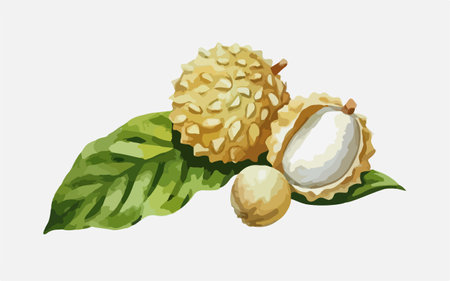 Illustration of a fresh lychee with leaves on a white backgroundのイラスト素材