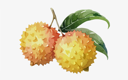 Illustration of ripe lychee fruit on a white background.のイラスト素材