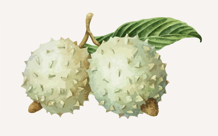 Illustration of a custard apple with leaves on a white backgroundのイラスト素材