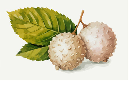 Lychee fruits with leaves. Vector illustration of exotic fruit.のイラスト素材