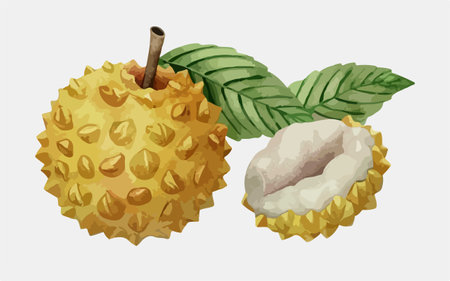 Rambutan vector illustration. Rambutan isolated on white background.のイラスト素材