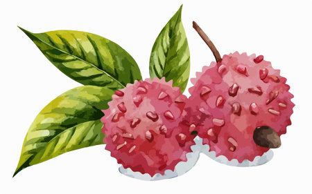 Lychee fruits with leaves. Vector illustration on white background.のイラスト素材