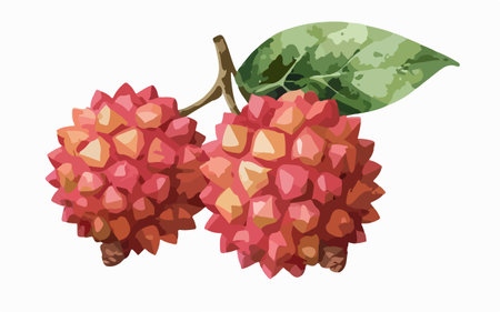 Lychee fruit isolated on white background. Vector illustration in hand drawn style.のイラスト素材