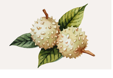 Illustration of durian fruit with leaves on a white background.のイラスト素材