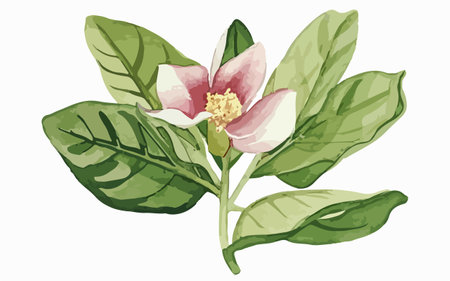 Illustration of a pink magnolia flower with green leaves on a white backgroundのイラスト素材