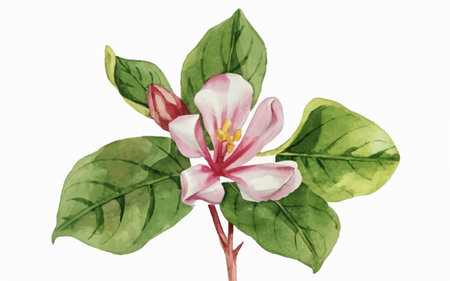Watercolor illustration of a pink flower and green leaves on a white backgroundのイラスト素材