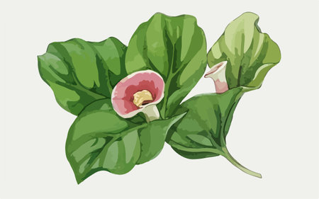 Illustration of a branch with green leaves and pink flower on a white backgroundのイラスト素材