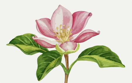 Illustration of a pink magnolia flower on a white background.のイラスト素材