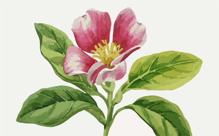 Illustration of pink magnolia flower with green leaves on white backgroundのイラスト素材