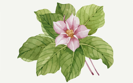 Illustration of a pink magnolia flower on a white background.のイラスト素材
