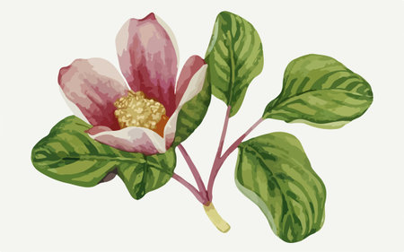 Magnolia flower with green leaves. Hand drawn watercolor illustration.のイラスト素材